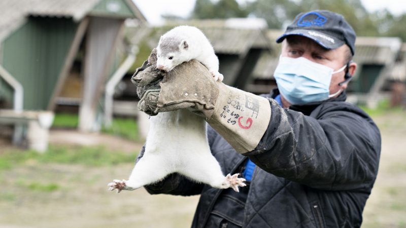 Mink-Denmark-800x450.jpg