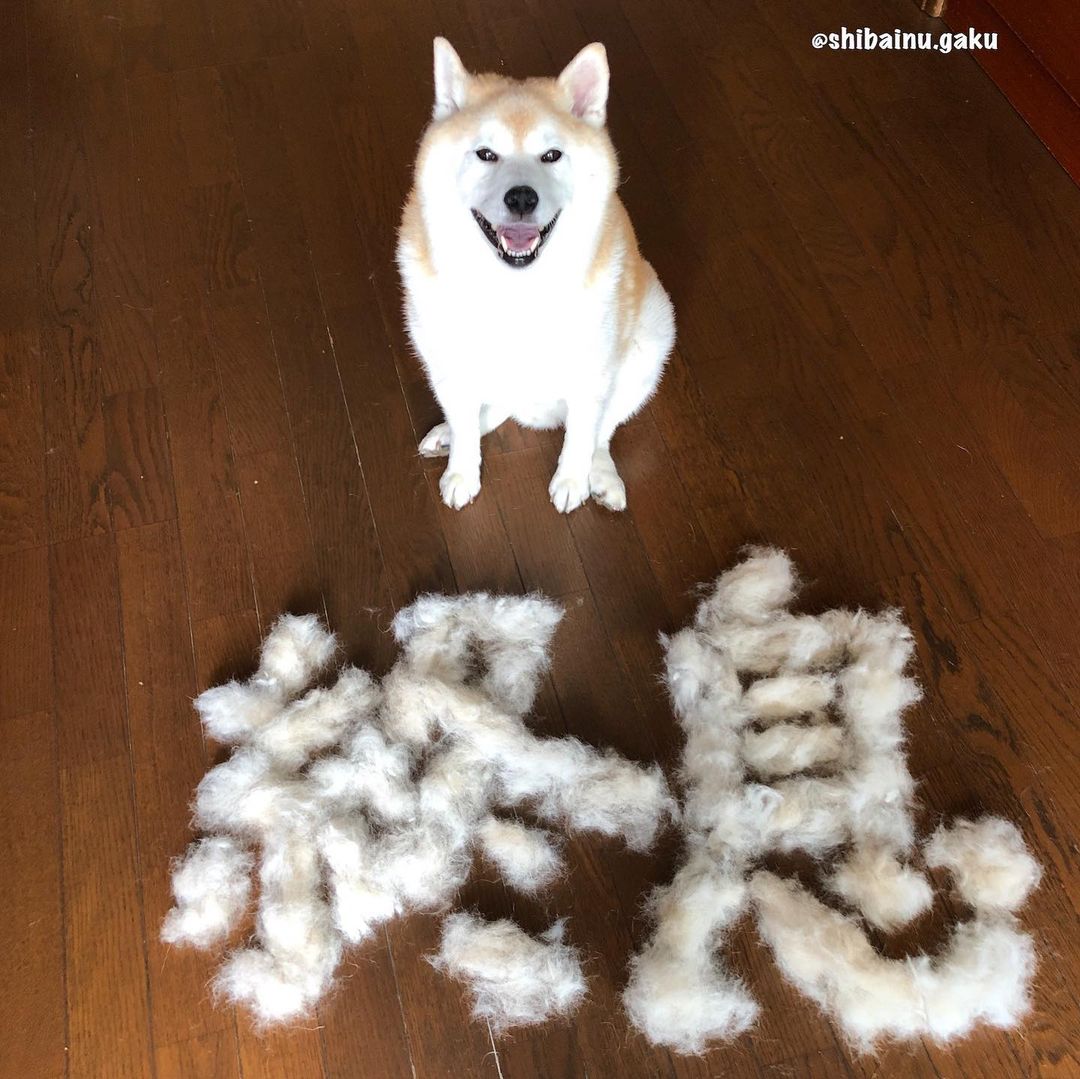 shibainu.gaku_105047888_328688741481985_5740570073797324096_n.jpg