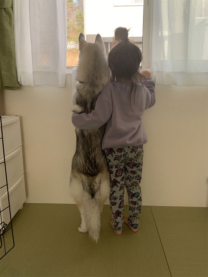 wholesome-dogs-with-kids-1-600583095804e__700.jpg