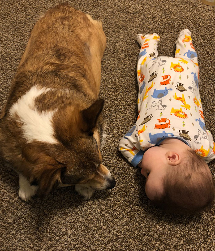 wholesome-dogs-with-kids-203-600ecac81a654__700.jpg