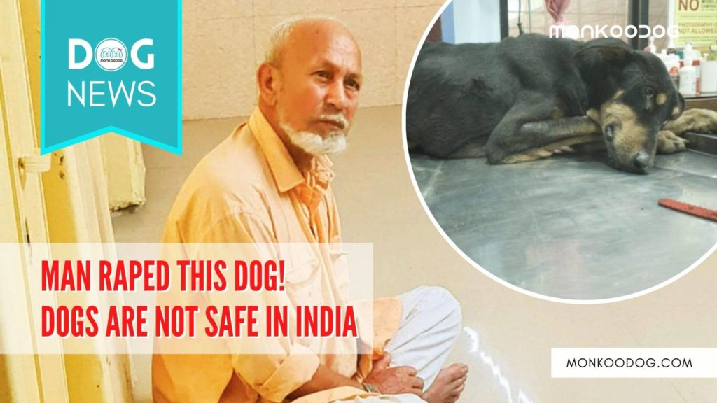 68-yrs-old-man-caught-in-the-act-while-raping-dogs-in-the-Andheri-and-Juhu-area-of-Mumbai.-1024x576.jpg
