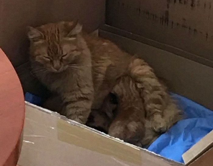 stray-mother-cat-bring-kittens-to-vet-1-5-606572c6469f1__700.jpg