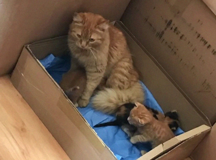 stray-mother-cat-bring-kittens-to-vet-1-1-606572c24969c__700.jpg