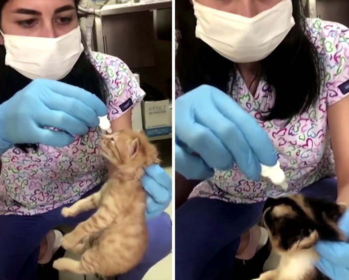 stray-mother-cat-bring-kittens-to-vet-1-8-606572c93893a__700.jpg