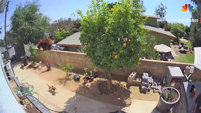Watch_ Teen Fights Off Bear To Protect Dogs In California Backyard[00-00-26--00-00-36].gif