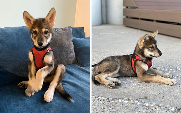 Meet-Kira-the-wolf-who-was-abandoned-by-her-mother-as-a-baby-and-had-another-chance-to-live-happily-60b89505e5dbb-png__700.jpg