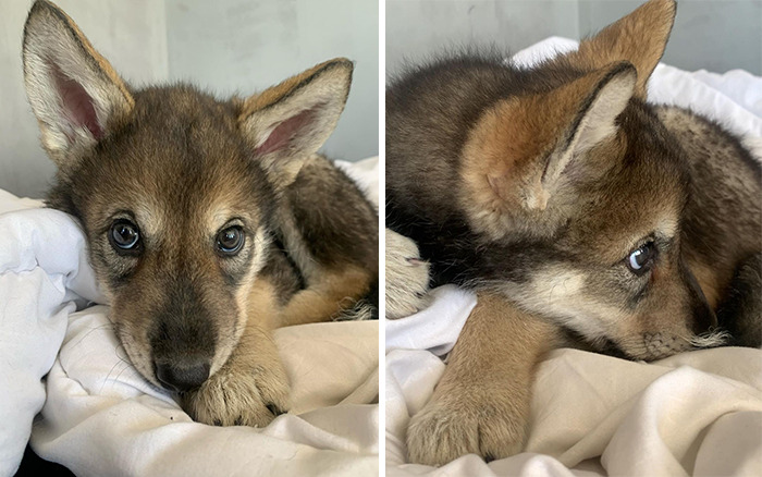 Meet-Kira-the-wolf-who-was-abandoned-by-her-mother-as-a-baby-and-had-another-chance-to-live-happily-60b894fce9f2c-png__700.jpg