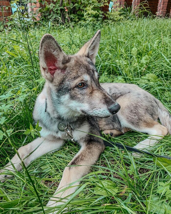 Meet-Kira-the-wolf-who-was-abandoned-by-her-mother-as-a-baby-and-had-another-chance-to-live-happily-60b8951d35ce9__700.jpg