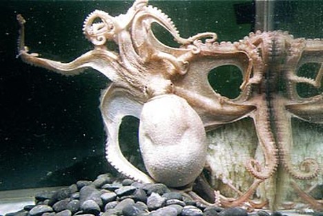 96-tentacled octopus laying eggs.jpg