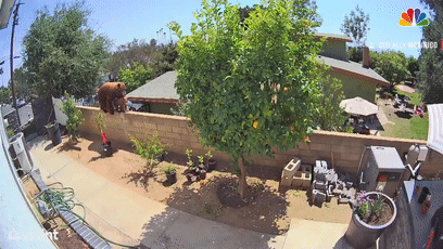 Watch_ Teen Fights Off Bear To Protect Dogs In California Backyard[00-00-18--00-00-26].gif