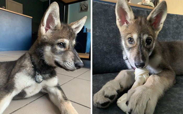 Meet-Kira-the-wolf-who-was-abandoned-by-her-mother-as-a-baby-and-had-another-chance-to-live-happily-60b89526207c8-png__700.jpg