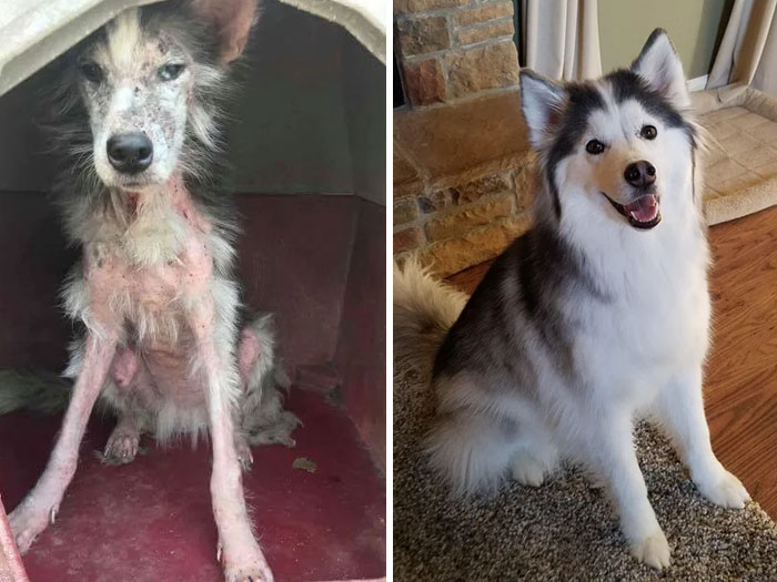 before-after-adoption-dogs-pics-5ffdacb063752__700.jpg