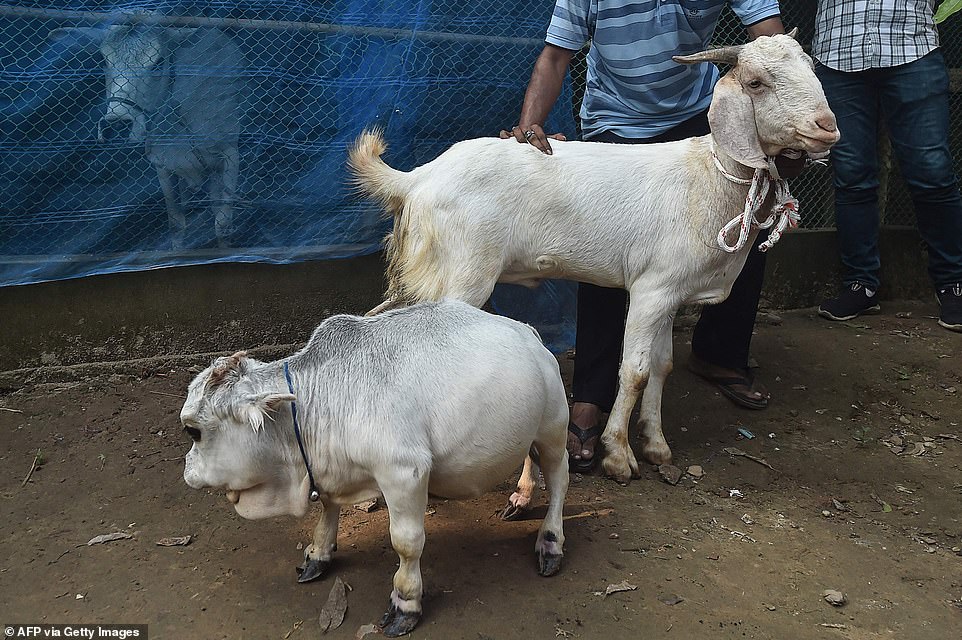 45190011-9768647-Even_regular_sized_goats_dwarf_Rani_whose_status_as_the_smallest-a-62_1625754380891.jpg