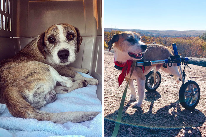 before-after-adoption-dogs-pics-1-600830d12ce6f__700.jpg
