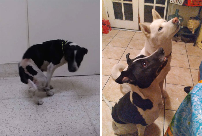 before-after-adoption-dogs-pics-9-60a23d7b611d9__700.jpg