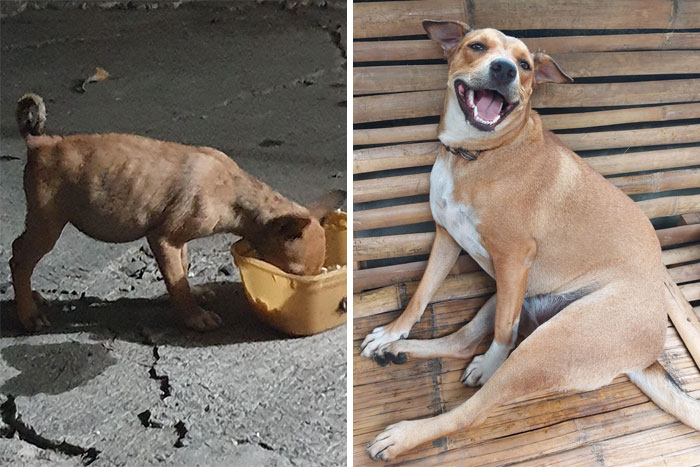 before-after-adoption-dogs-pics-2-60d9d5b91638b__700.jpg