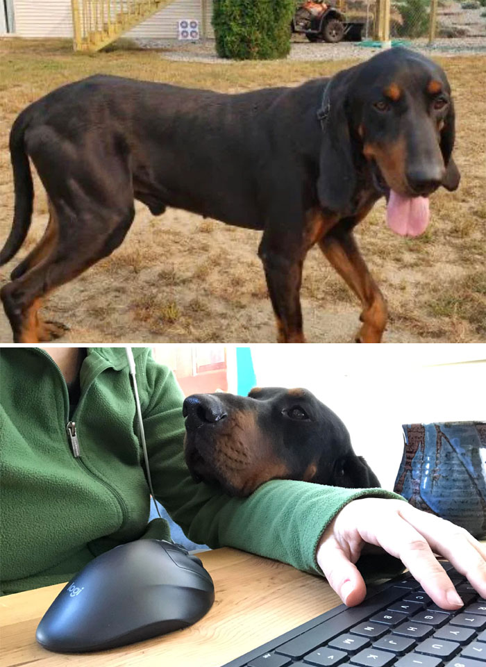 before-after-adoption-dogs-pics-2-6008314e62b99__700.jpg