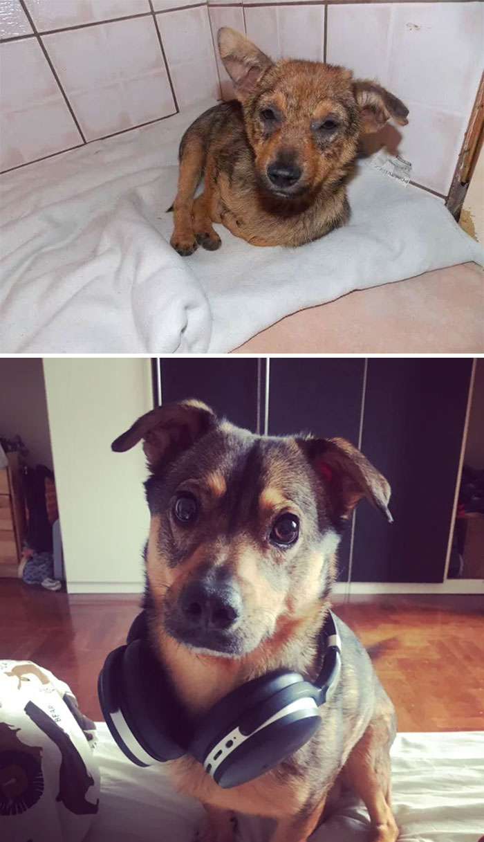 before-after-adoption-dogs-pics-554547-606f0f090777f__700.jpg