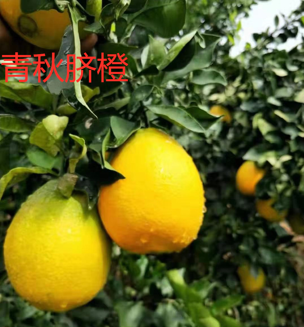 湖南樹人農林科技有限公司,湖南柑橘品種銷售,中國果樹網,常綠果樹類哪里好