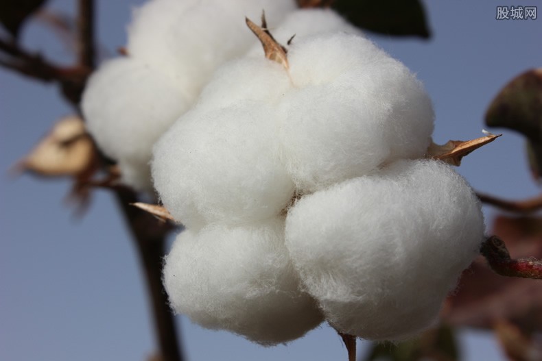 新疆棉花涉事品牌