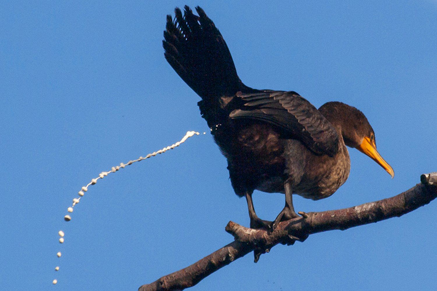 cloaca-poo-58a5cace3df78c345bf5956e.jpg