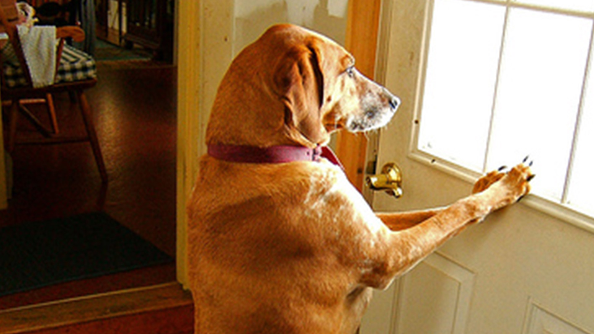 Dog-Closing-Door.jpg