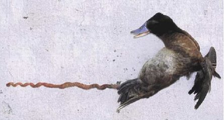 445_lake-duck.jpg