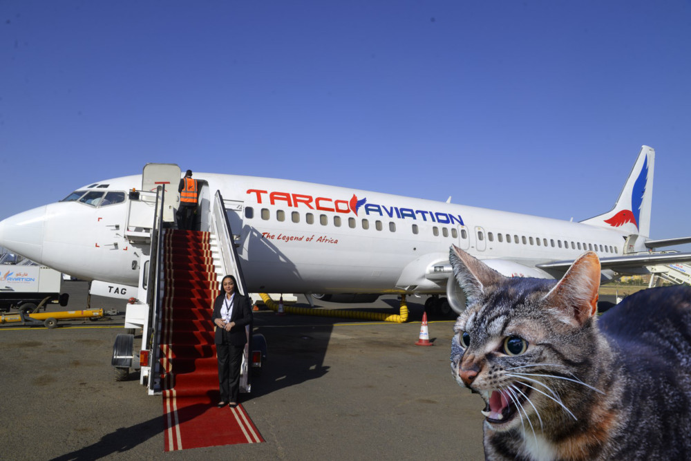 Angry-Cat-Plane-1000x667_副本.jpg