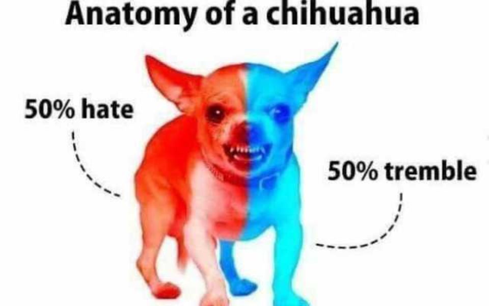1618211941-chihuahua-anatomy-meme-960x600.jpg