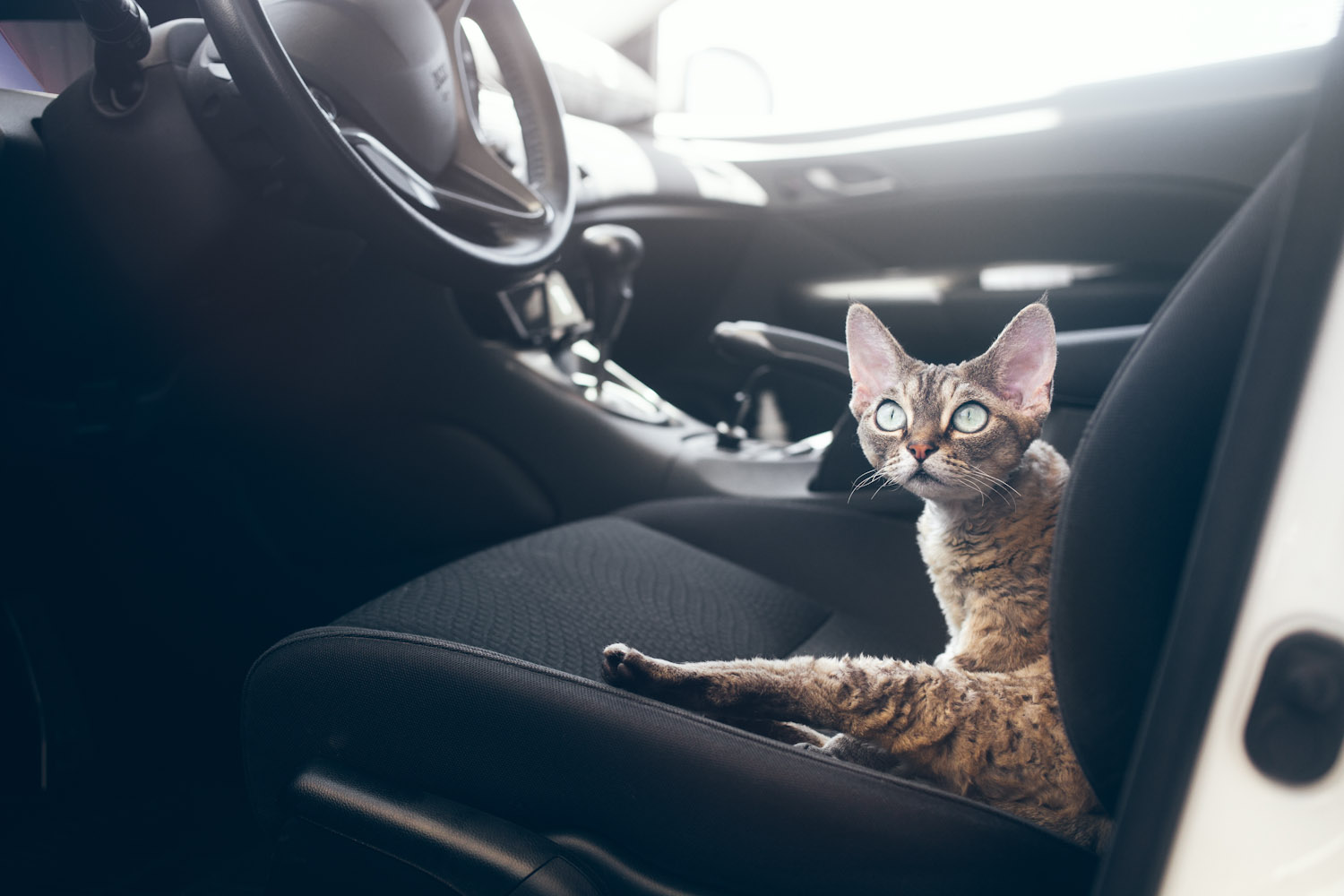 cat-in-car.jpg