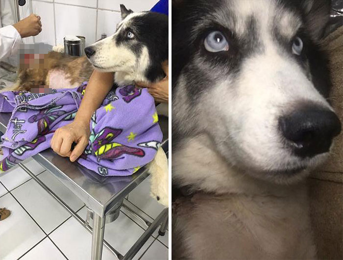 paraplegic-dog-husky-rescued-from-breeding-kennel-silvia-rayssa-maya-especial-2.jpg