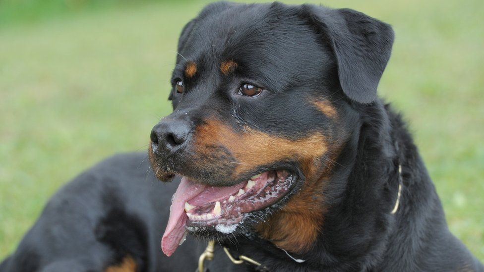 _113896393_rottweilerspa.jpg