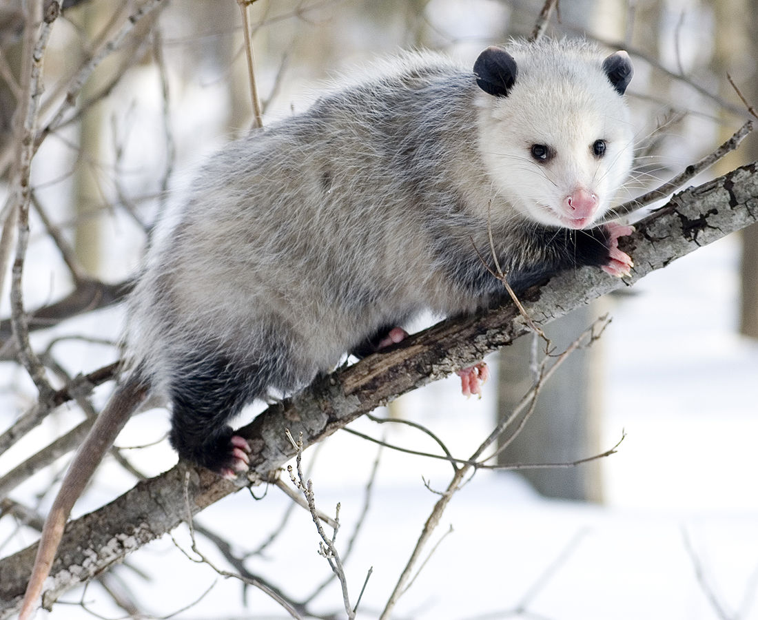 1100px-Opossum_3.jpg