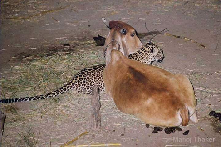 Unusual-Leopard-and-Cow-Friendship-During-Lockdown5.jpg