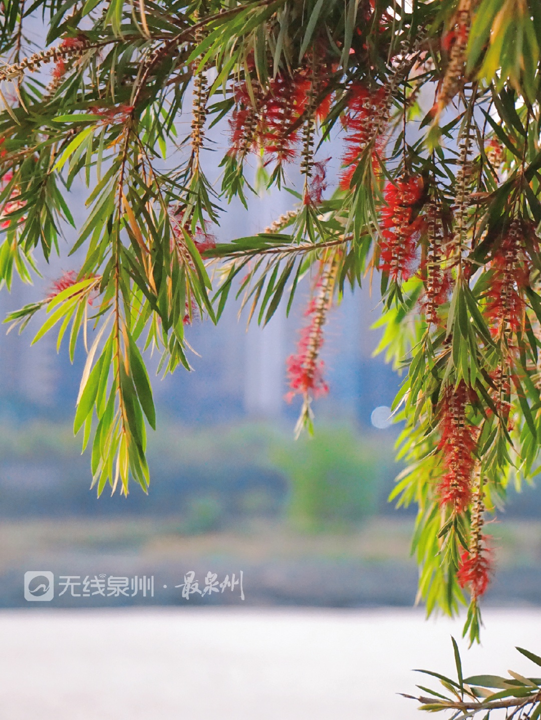 最泉州賞花太特別泉州偶遇能開花柳樹這份驚豔等你來賞