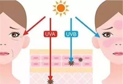 UVB及UVA对皮肤的影响.jpg