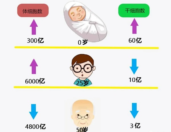 干细胞能抗衰老是噱头还是真科学