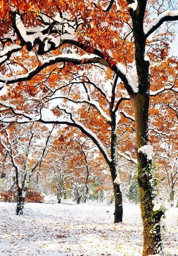 【畅游济宁】来曲阜,寻找冬天的颜色!