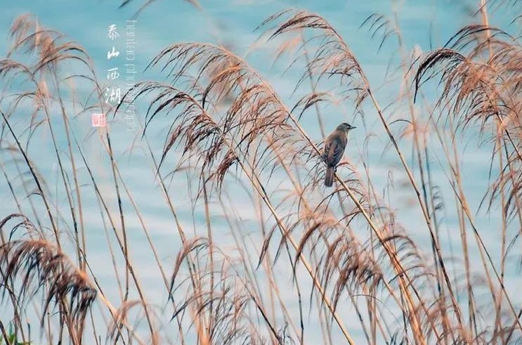 呼呼呼呼呼的风吹向泰安的湖湖湖湖湖湖