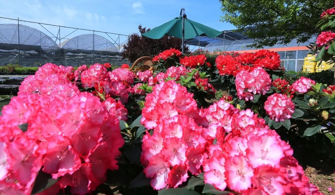 明星助阵免费入园4月24日日照杜鹃花节再度惊艳来袭