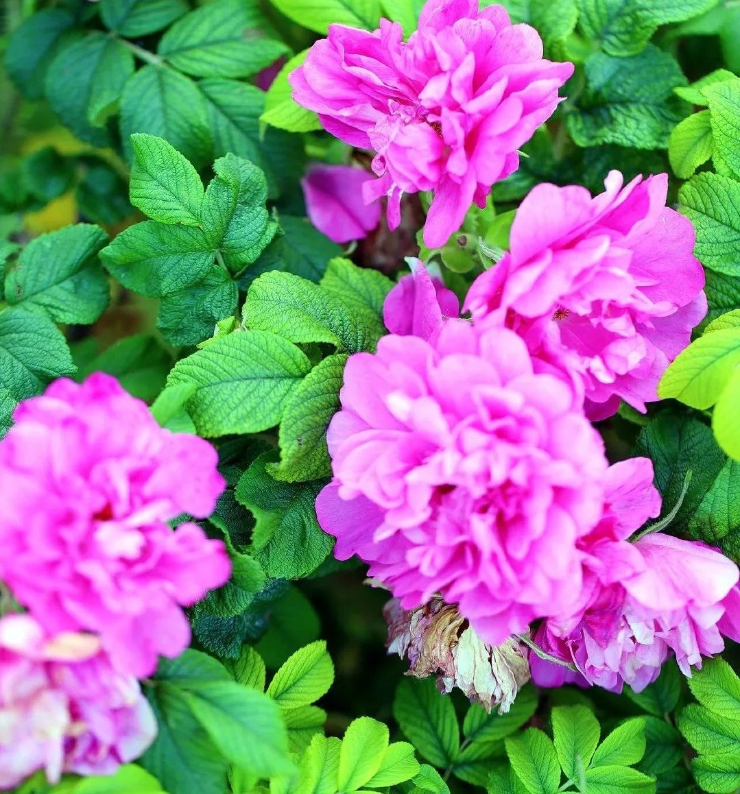 济南拥有双市花啦荷谐玫好正式组合出道