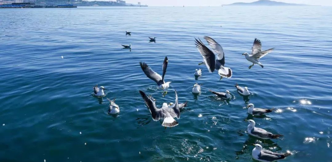 夏天来威海看海鸥吧